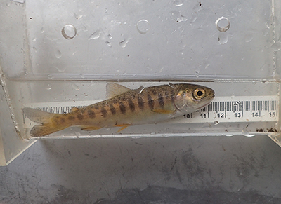 A  juvenile Coho salmon caught and released in Cottonwood Slough Photo emCredit M Mazzacavallo ADFGem