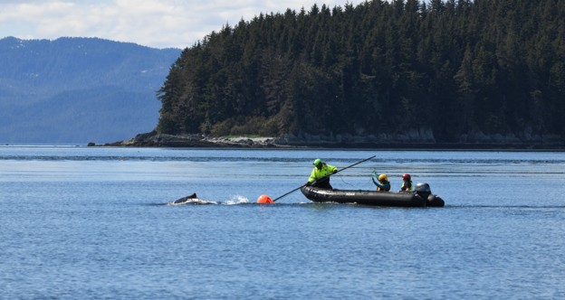 The NOAA Fisheries response team uses poles with specialized knives to cut entangling lines Credit Alaska Department of Fish and GameJamie Musbach NOAA Fisheries Permit  24359