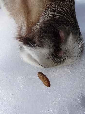 Nasal bot emerging from a caribou nostril