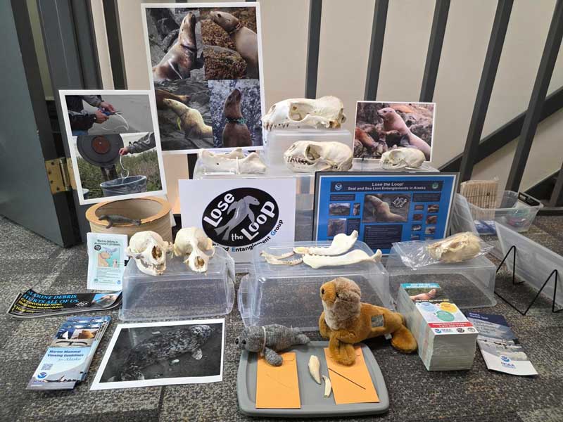 Pinnipeds Kit