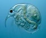 Figure 5 The cladoceran Bosmina a preferred zooplankton forage of juvenile sockeye salmon