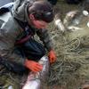 Gillnetters release fish as quickly as possible to
minimize the number of fish that die after being caught in the net.