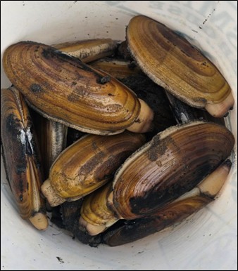 Bucket of Clams