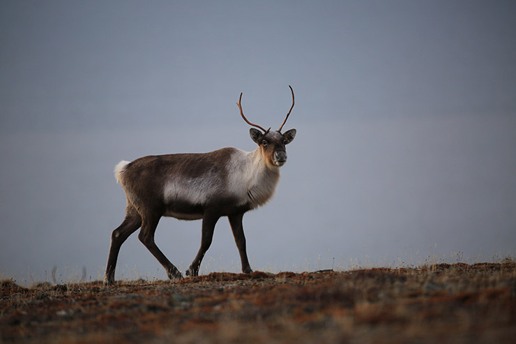 Cow Caribou
