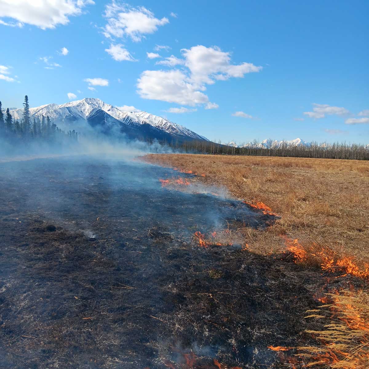 Prescribed Fire