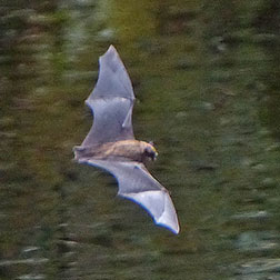 photo of bat