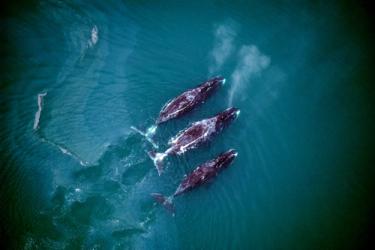 Bowhead Whale - Credits NOAA - Alaska Department of Fish and Game (ADFG)