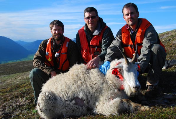 Figure 4 Capture personnel Kurt Rees Kodiak National Wildlife Refuge John Crye Alaska Department of Fish and Game and McCrea Cobb Kodiak National Wildlife Refuge with female mountain goat immediately prior to reversal