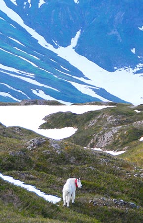 Figure 1 GPS radiocollared adult male mountain goat in the Clear river drainage on Baranof Island