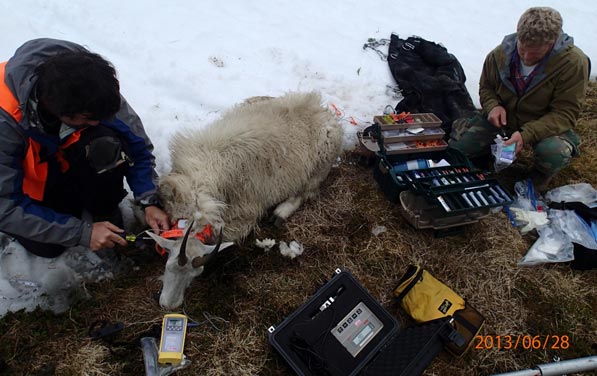 Figure 3 Biologists Kevin White and Jason Herreman from Alaska Department of Fish amp Game fit a male mountain goat with a Global Positioning Collar during captures on Kodiak Island