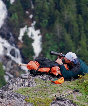 Figure 1 Observing mountain goats with a spotting scope enhances the ability of hunters to correctly determine the sex of the animal reducing the likelihood of unintentionally harvesting a female
