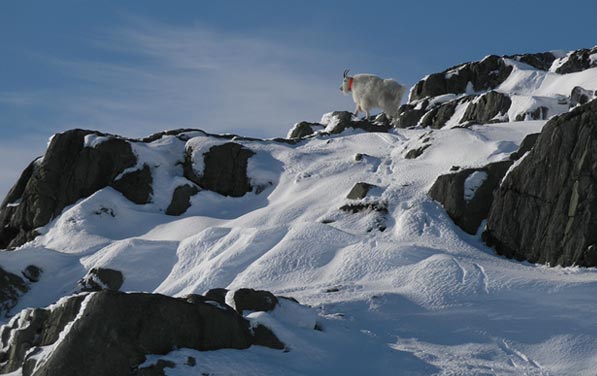 Figure 3 Photograph of a radiomarked adult female mountain goat walking away from the capture site shortly after completion of handling activities and administration of the reversal agent