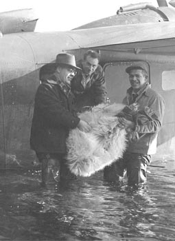 Figure 1 Mountain goat relocation from Kenai Peninsula to Hidden Basin Kodiak Island Alaska 19521953