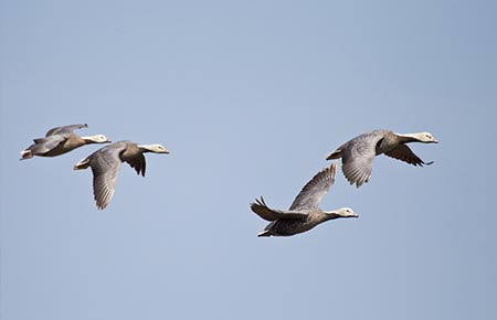 Photo of Emperor Goose