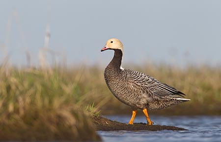 Photo of Emperor Goose