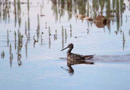 Photo of a Greater Yellowlegs