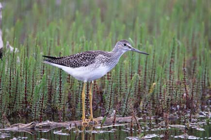 Photo of Greater Yellowlegs by Arin Underwood / ADF&G