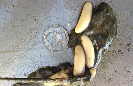Photo of a Hagfish