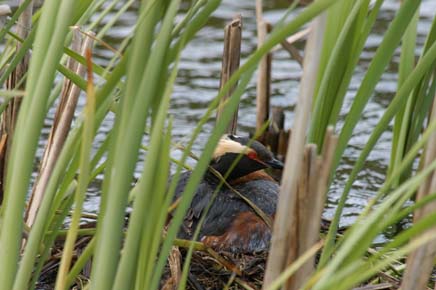 Photo of Horned Grebe on nest, by John Schoen / ADF&G