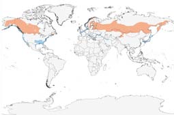 Horned Grebe range map