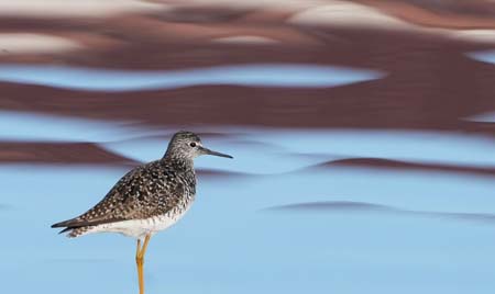 Photo of a Lesser Yellowlegs
