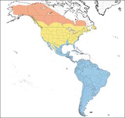 Lesser Yellowlegs range map
