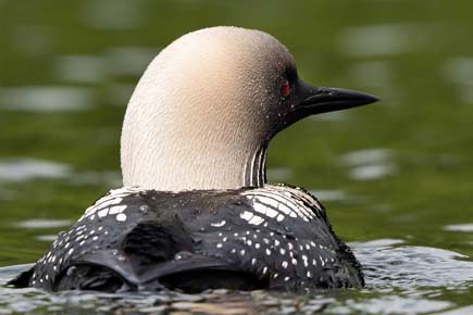 Photo of a Pacific Loon