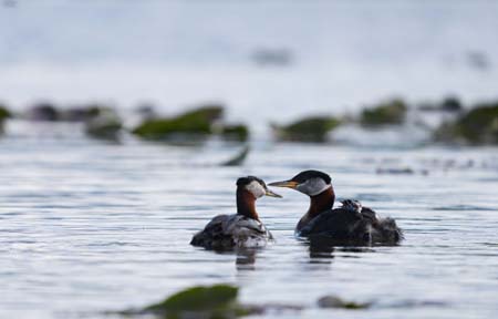 Photo of a Red-necked Grebe