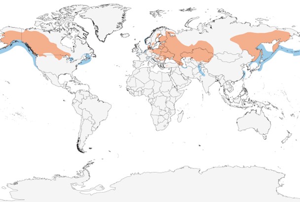 Range map of Red-necked Grebe in Alaska