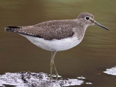 Photo of a Solitary Sandpiper