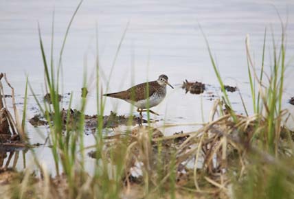 Photo of a Solitary Sandpiper