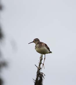 Photo of a Solitary Sandpiper