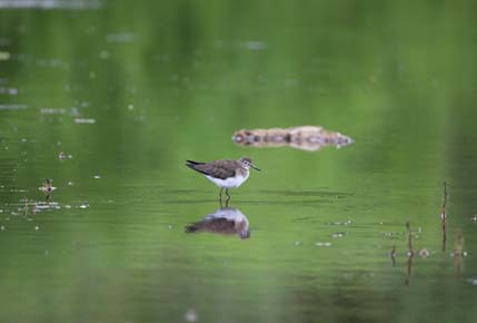 Photo of a Solitary Sandpiper