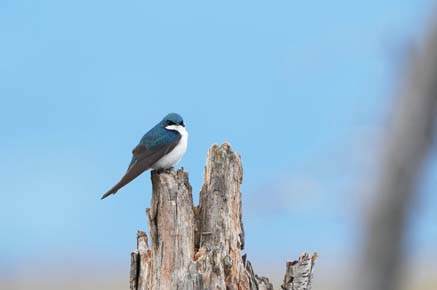 Photo of a Tree Swallow