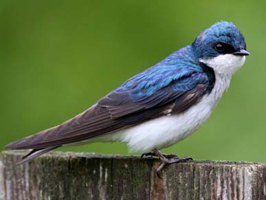Photo of Tree Swallow by Max Nootbaar / Macaulay Library