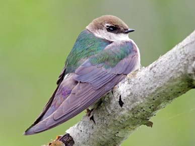 Photo of a Violet-green Swallow