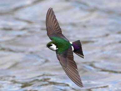 Photo of a Violet-green Swallow