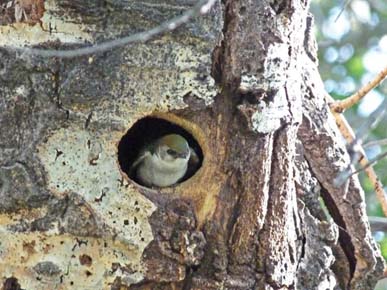 Photo of a Violet-green Swallow