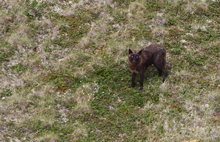 Photo of a Wolf