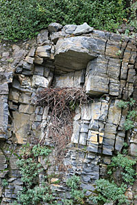 Raptor nest